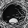 aves