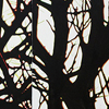 aves