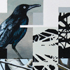 aves
