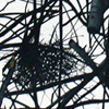 aves